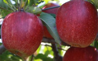 Jabloň ´Royal Gala´