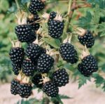 Rubus frut. ´Thornfree´ beztrnný ostružiník, 40, RK2 - Obrázek 2