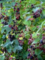 Rubus frut. ´Thornfree´ beztrnný ostružiník, 40, RK2