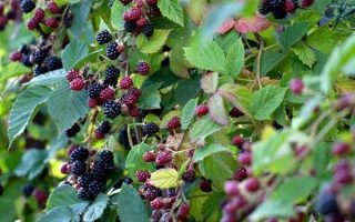 Rubus frut. ´Thornfree´ beztrnný ostružiník, 40, RK2