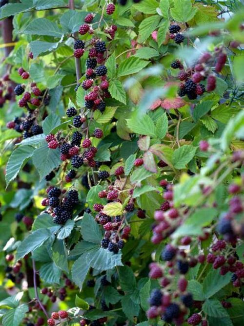 Rubus frut. ´Thornfree´ beztrnný ostružiník, 40, RK2 - Obrázek 1