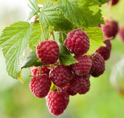 Rubus idaeus ´Sugana´ velkoplodý, remontantní, 40 C3,0L - Obrázek 1