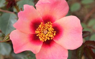 Rosa persica 'For your Eyes only' - stromková