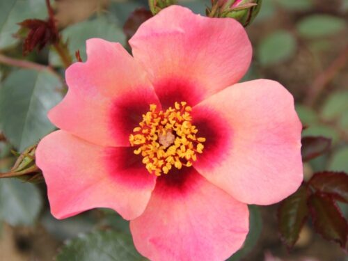 Rosa persica 'For your Eyes only' - stromková - Obrázek 1