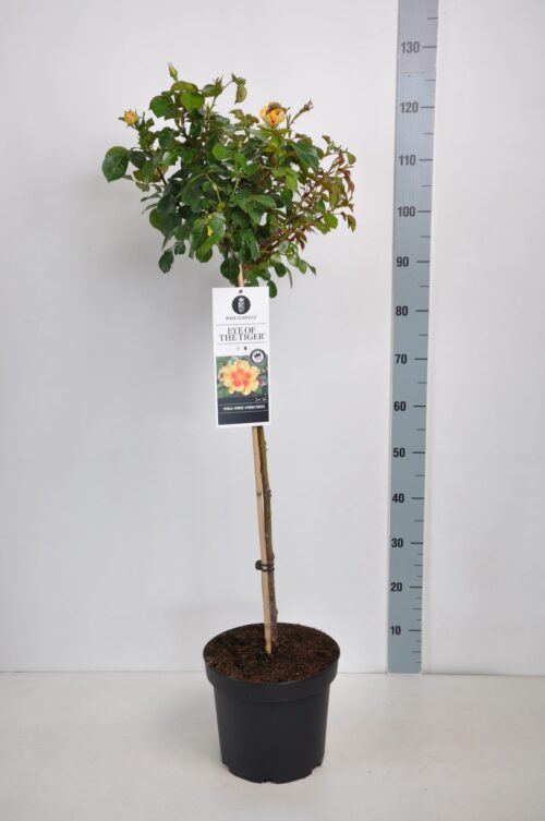 Rosa persica 'Eye of the Tiger'-stromková - Obrázek 2