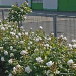 ROSA KORDES 'Herzogin Christiana'®-stromková - Image 6