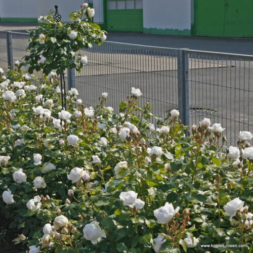 ROSA KORDES 'Herzogin Christiana'®-stromková - Image 6