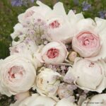 ROSA KORDES 'Herzogin Christiana'®-stromková - Image 5