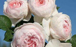 ROSA KORDES 'Herzogin Christiana'®