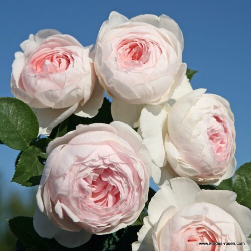 ROSA KORDES 'Herzogin Christiana'® - Obrázek 1