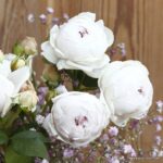 ROSA KORDES 'Herzogin Christiana'®-stromková - Image 4