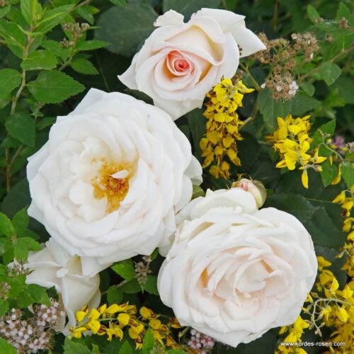 ROSA KORDES 'Gräfin Elke zu Rantzau'® - Obrázek 3