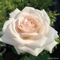 ROSA KORDES 'Gräfin Elke zu Rantzau'®-stromková