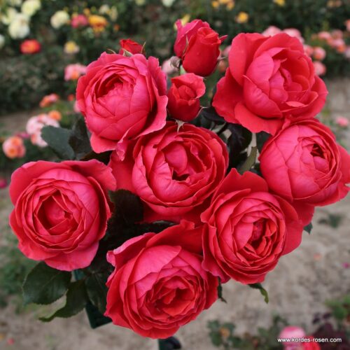 ROSA KORDES, Gartenprinzessin Marie-José® - Obrázek 4