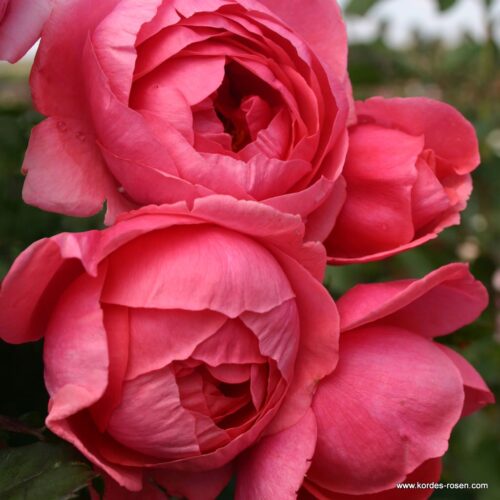 ROSA KORDES, Gartenprinzessin Marie-José® - Obrázek 2
