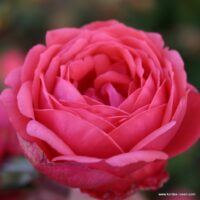 ROSA KORDES 'Gartenprinzessin Marie-José'®