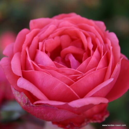 ROSA KORDES, Gartenprinzessin Marie-José® - Obrázek 1