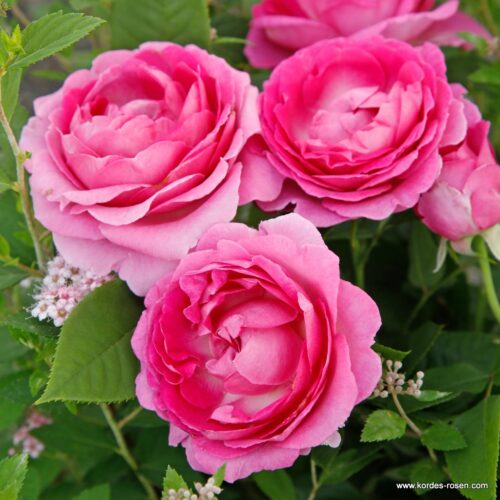 ROSA KORDES, Fräulein Maria® - Obrázek 3
