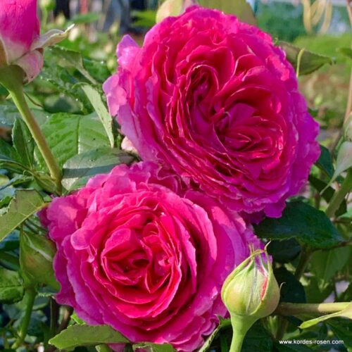 ROSA KORDES, Fräulein Maria® - Obrázek 2