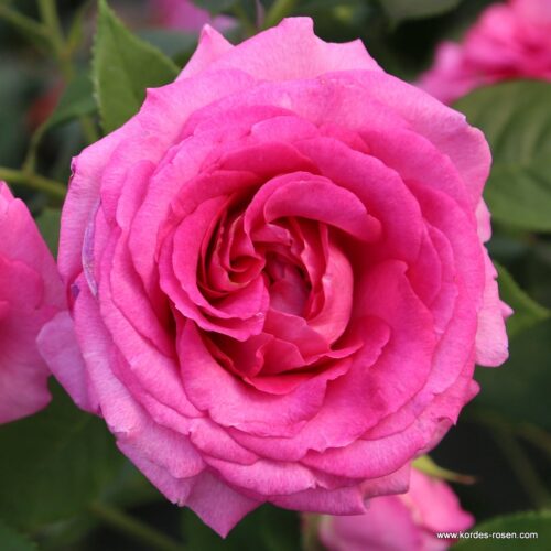 ROSA KORDES, Fräulein Maria® - Obrázek 1