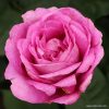 ROSA KORDES, Carmen Würth™ - 2 L