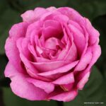 ROSA KORDES, Carmen Würth™