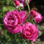 ROSA KORDES, Carmen Würth™ - Obrázek 3