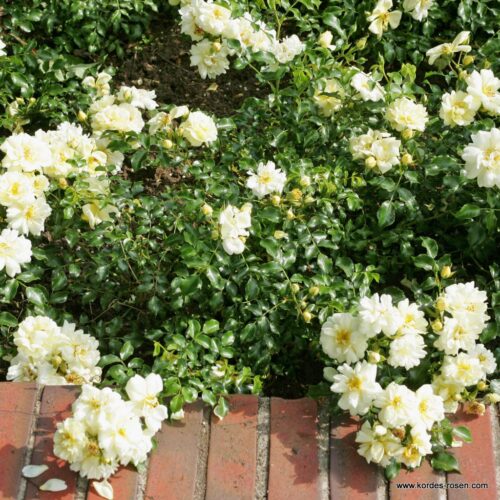 ROSA KORDES, Sunny Rose® - Obrázek 3