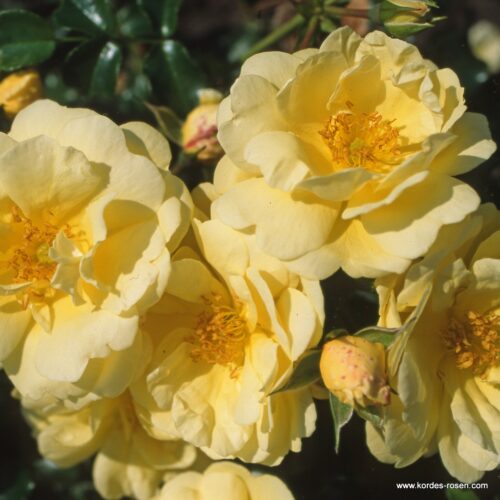 ROSA KORDES, Sunny Rose® - Obrázek 2