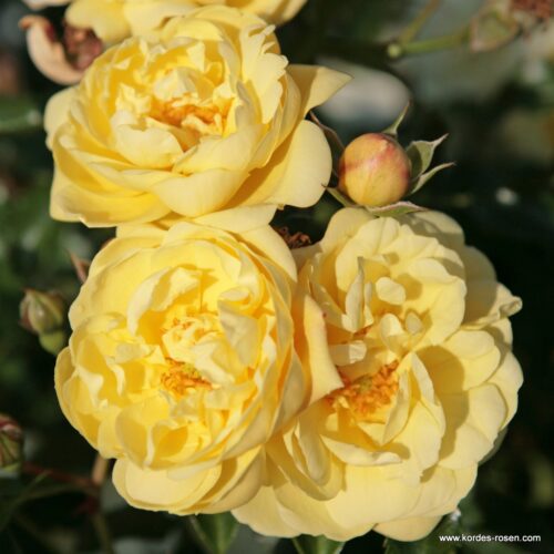 ROSA KORDES, Sunny Rose® - Obrázek 1