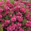 ROSA KORDES, Palmengarten Frankfurt® - 2 L