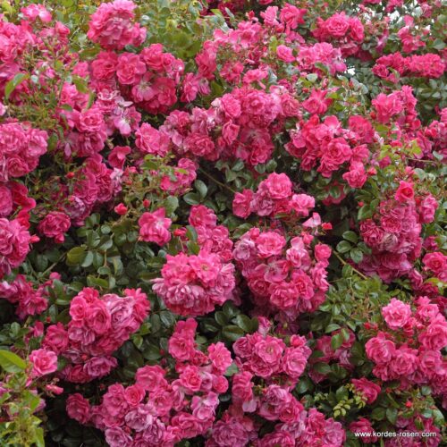 ROSA KORDES, Palmengarten Frankfurt® - Obrázek 1