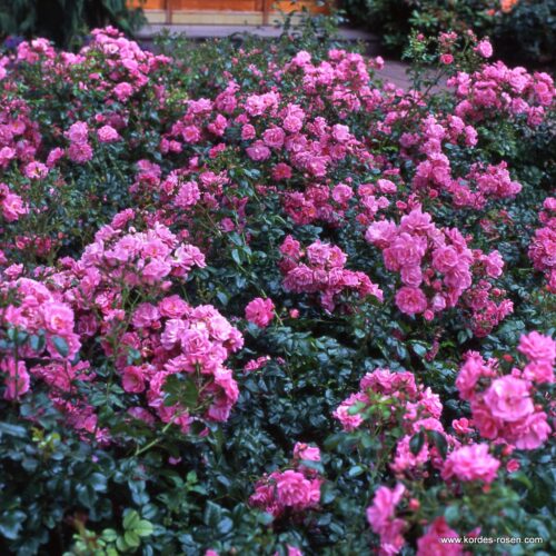 ROSA KORDES, Palmengarten Frankfurt® - Obrázek 4