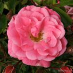 ROSA KORDES, Palmengarten Frankfurt® - Obrázek 2