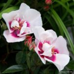 ROSA KORDES, SEE YOU® in red, C2L - Image 2