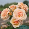 ROSA KORDES, Sweet Honey® - 2 L