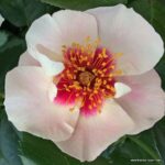 ROSA KORDES, SEE YOU® in red, C2L - Image 4