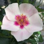 ROSA KORDES, SEE YOU® in red, C2L