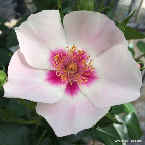 ROSA KORDES, SEE YOU® in red, C2L - Image 1
