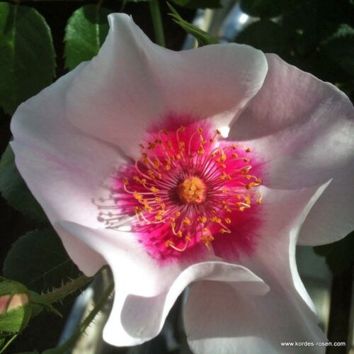 ROSA KORDES, SEE YOU® in red, C2L - Image 3