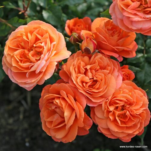 ROSA KORDES, Phoenix® - Image 1