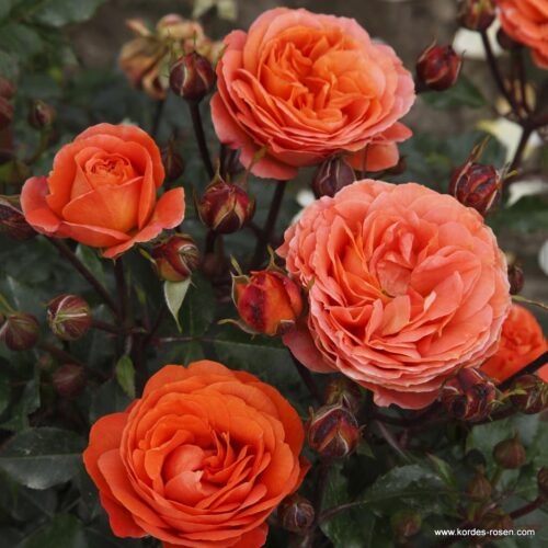 ROSA KORDES, Phoenix® - Image 3