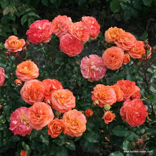 ROSA KORDES, Phoenix® - Image 4