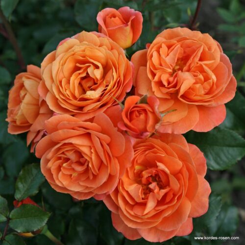 ROSA KORDES, Phoenix® - Image 2