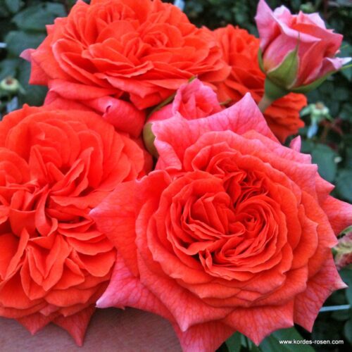 ROSA KORDES, Orangerie® - Obrázek 3