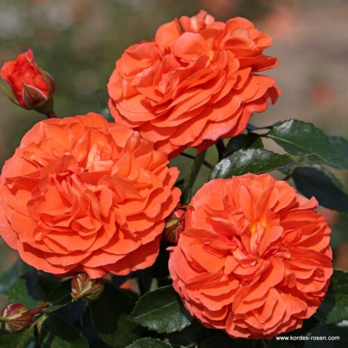 ROSA KORDES, Orangerie® - Obrázek 4