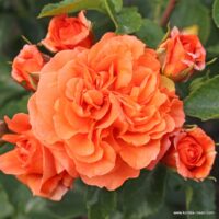 ROSA KORDES, Orangerie®
