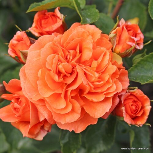 ROSA KORDES, Orangerie® - Obrázek 1