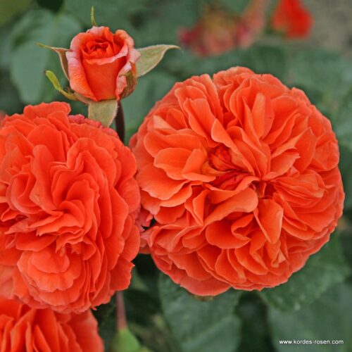 ROSA KORDES, Orangerie® - Obrázek 2