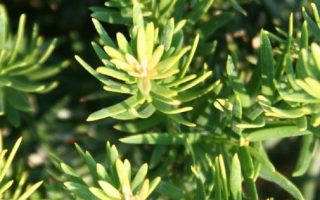 Taxus baccata ´Repandens´ 20–30, C2